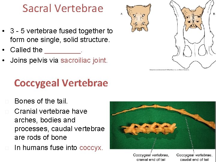 Sacral Vertebrae • 3 - 5 vertebrae fused together to form one single, solid