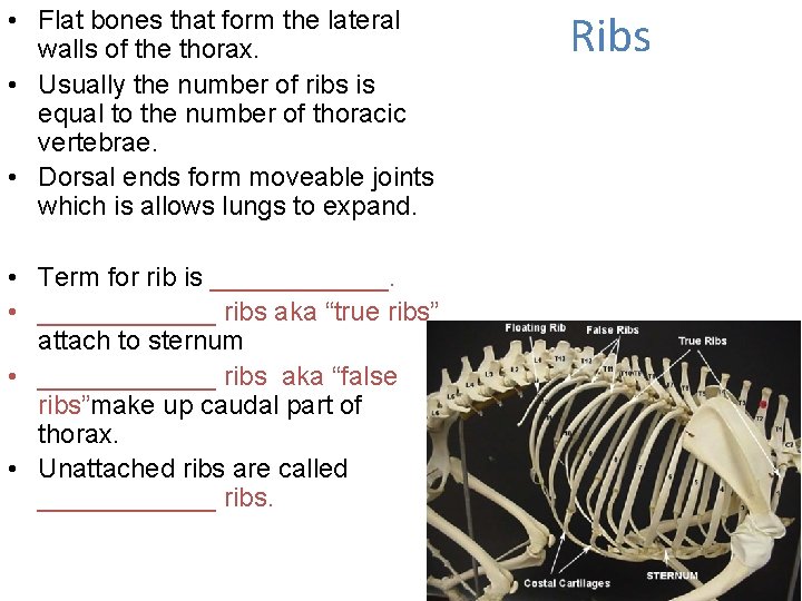  • Flat bones that form the lateral walls of the thorax. • Usually
