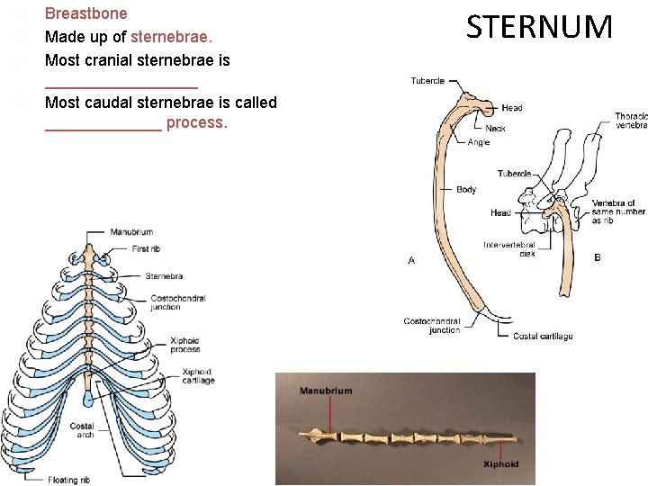  Breastbone Made up of sternebrae. Most cranial sternebrae is _________ Most caudal sternebrae
