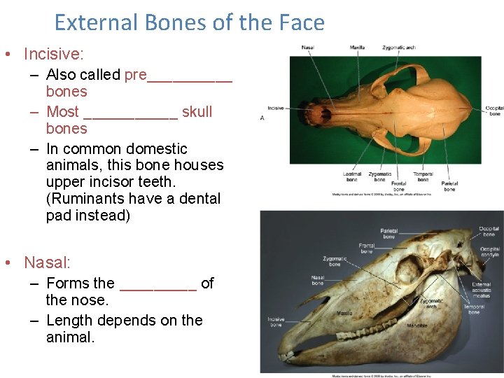 External Bones of the Face • Incisive: – Also called pre_____ bones – Most