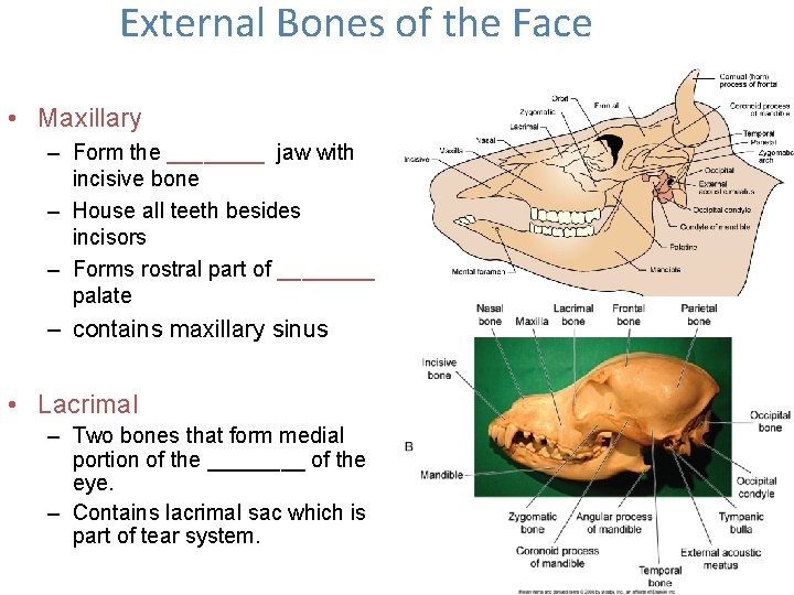 External Bones of the Face • Maxillary – Form the ____ jaw with incisive