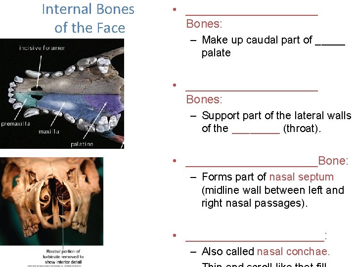 Internal Bones of the Face • __________ Bones: – Make up caudal part of