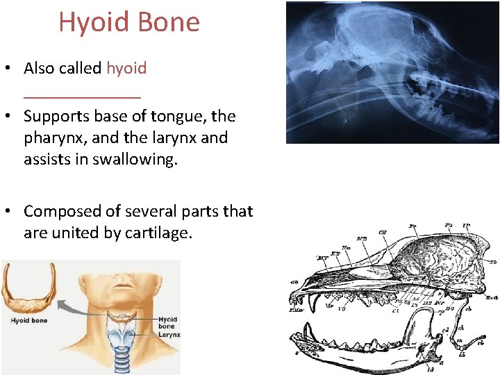 Hyoid Bone • Also called hyoid _______ • Supports base of tongue, the pharynx,
