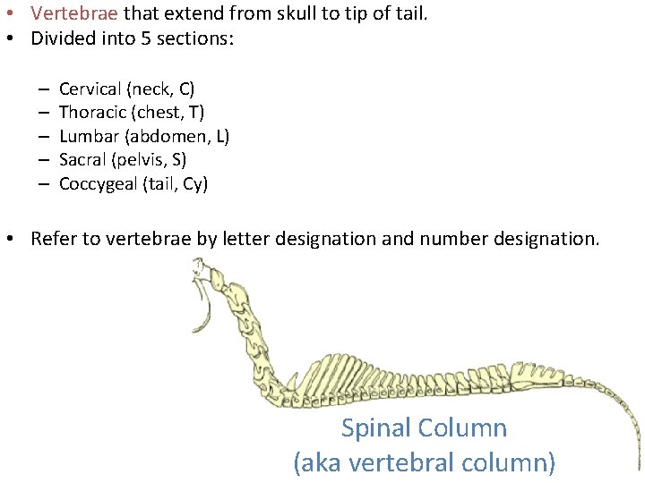  • Vertebrae that extend from skull to tip of tail. • Divided into