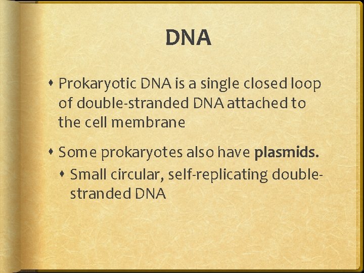 DNA Prokaryotic DNA is a single closed loop of double-stranded DNA attached to the