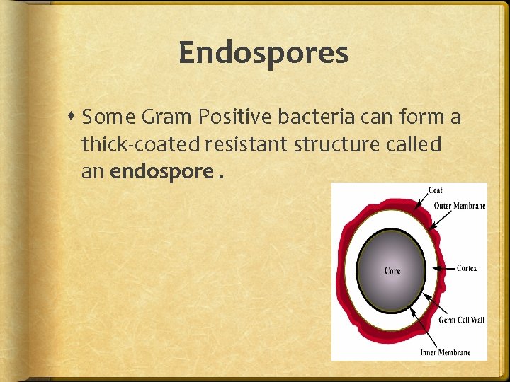 Endospores Some Gram Positive bacteria can form a thick-coated resistant structure called an endospore. Endospores Some Gram Positive bacteria can form a thick-coated resistant structure called an endospore.