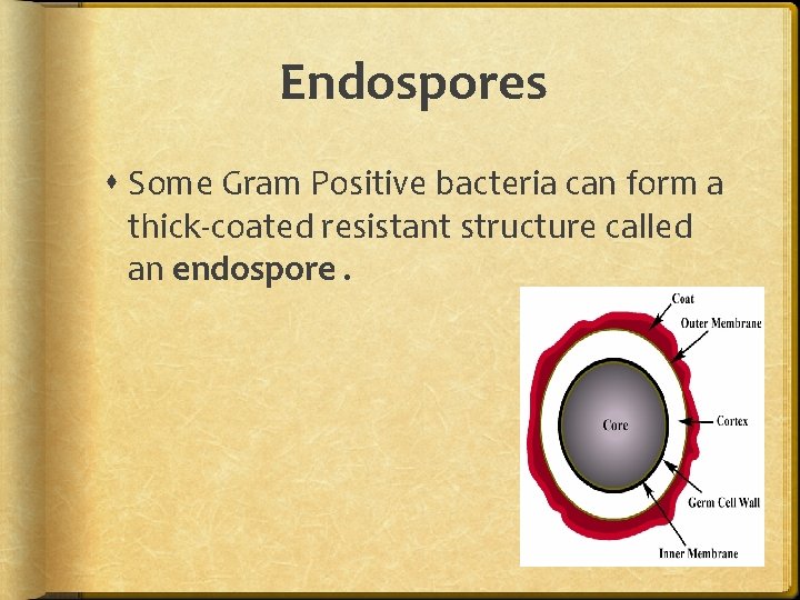 Endospores Some Gram Positive bacteria can form a thick-coated resistant structure called an endospore.