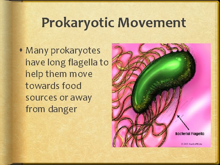 Prokaryotic Movement Many prokaryotes have long flagella to help them move towards food sources Prokaryotic Movement Many prokaryotes have long flagella to help them move towards food sources