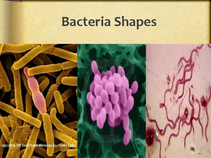 Bacteria Shapes  Bacteria Shapes