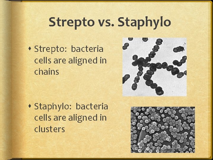 Strepto vs. Staphylo Strepto: bacteria cells are aligned in chains Staphylo: bacteria cells are