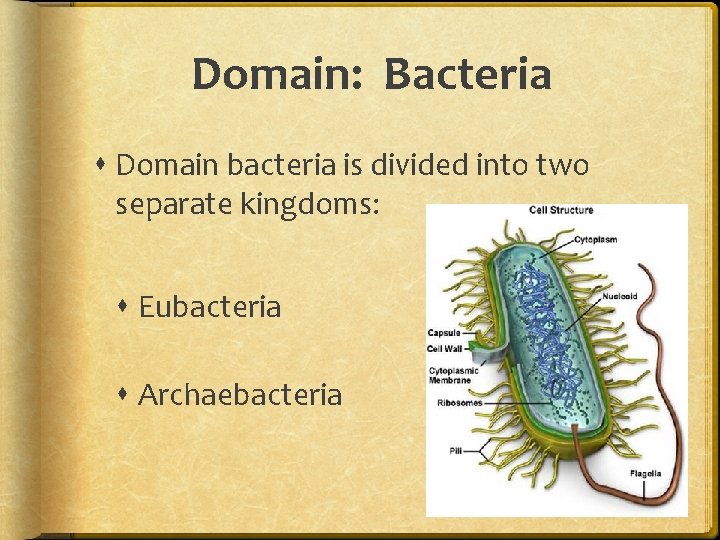 Domain: Bacteria Domain bacteria is divided into two separate kingdoms: Eubacteria Archaebacteria 