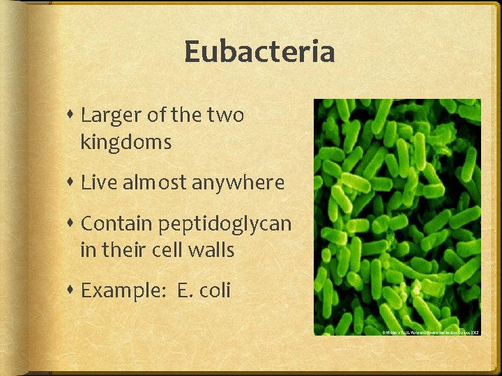 Eubacteria Larger of the two kingdoms Live almost anywhere Contain peptidoglycan in their cell