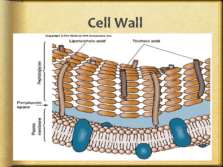 Cell Wall 