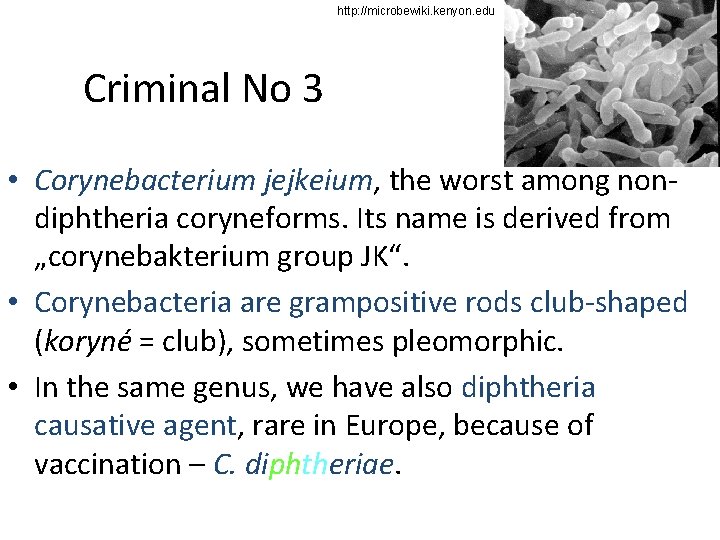 http: //microbewiki. kenyon. edu Criminal No 3 • Corynebacterium jejkeium, the worst among nondiphtheria