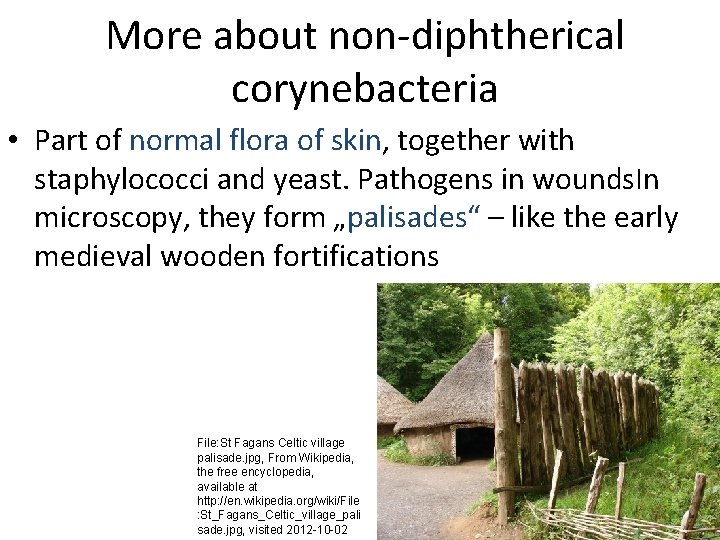 More about non-diphtherical corynebacteria • Part of normal flora of skin, together with staphylococci