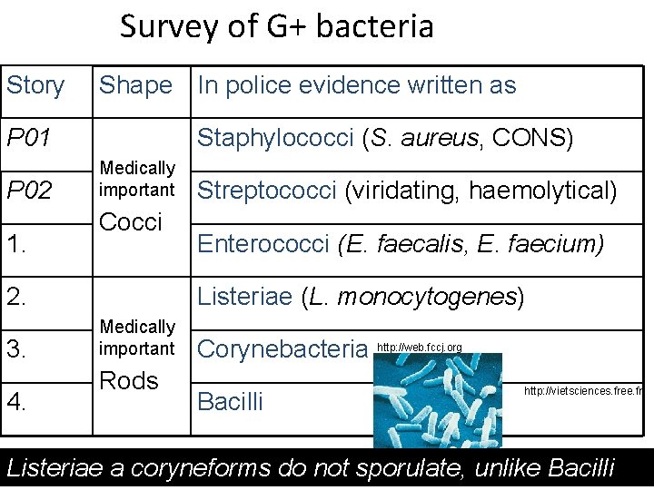 Survey of G+ bacteria Story Shape In police evidence written as P 01 P