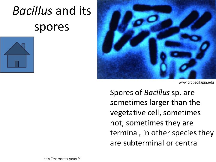 Bacillus and its spores www. cropsoil. uga. edu Spores of Bacillus sp. are sometimes