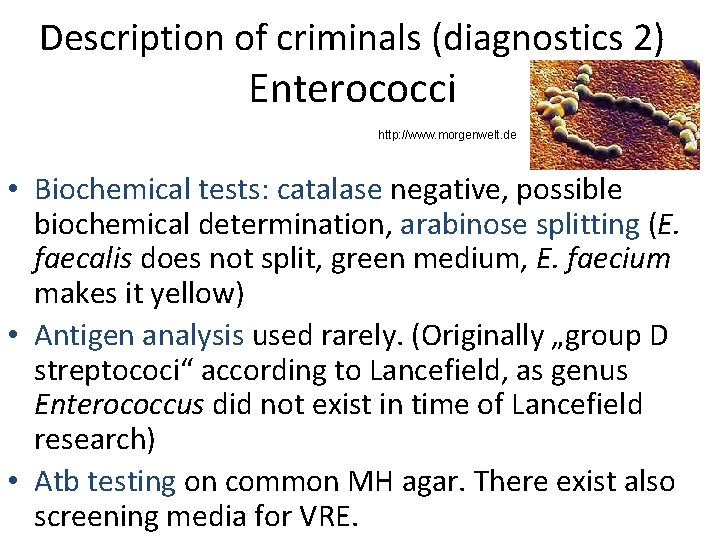 Description of criminals (diagnostics 2) Enterococci http: //www. morgenwelt. de • Biochemical tests: catalase