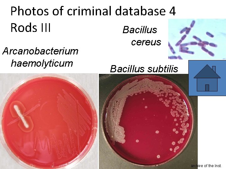 Photos of criminal database 4 Rods III Bacillus Arcanobacterium haemolyticum cereus Bacillus subtilis archive
