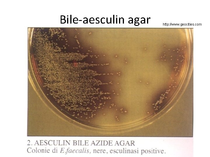 Bile-aesculin agar http: //www. geocities. com 