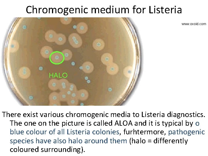 Chromogenic medium for Listeria www. oxoid. com HALO There exist various chromogenic media to