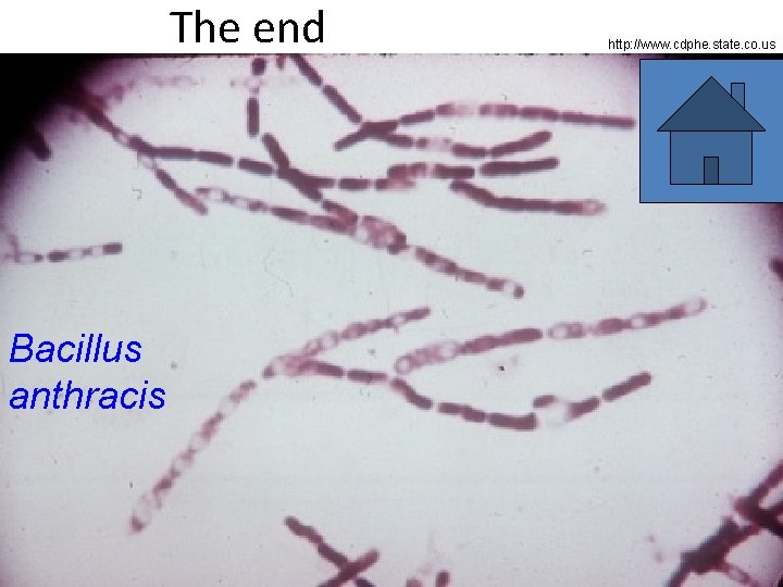 The end Bacillus anthracis http: //www. cdphe. state. co. us 