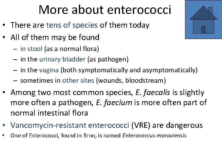 More about enterococci • There are tens of species of them today • All