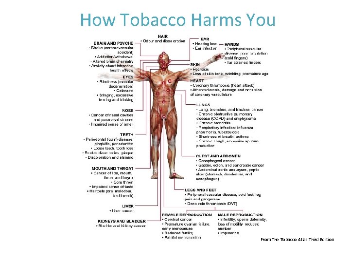 How Tobacco Harms You From The Tobacco Atlas Third Edition © 2016 BHWP 