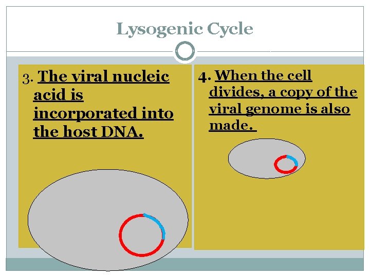 Lysogenic Cycle 3. The viral nucleic acid is incorporated into the host DNA. 4.