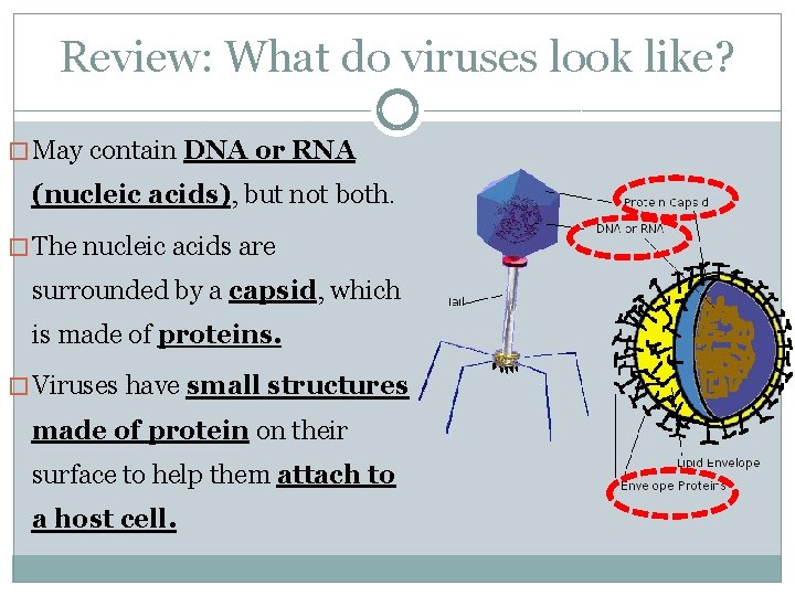 Review: What do viruses look like? � May contain DNA or RNA (nucleic acids),
