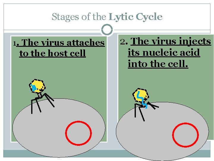 Stages of the Lytic Cycle 1. The virus attaches to the host cell 2.