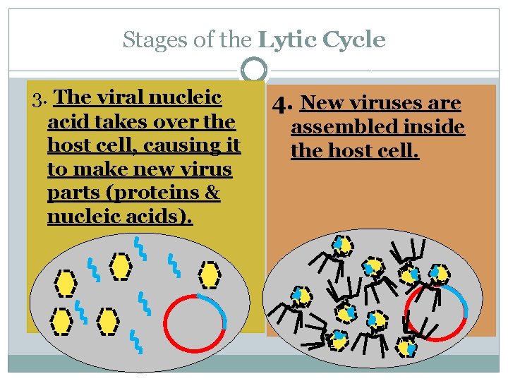 Stages of the Lytic Cycle 3. The viral nucleic acid takes over the host