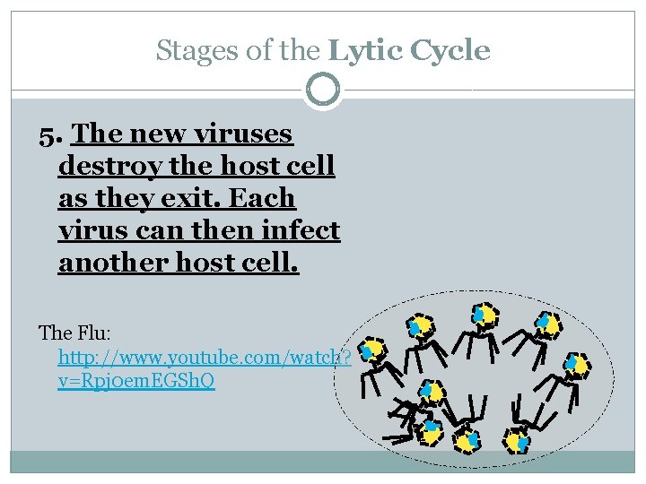 Stages of the Lytic Cycle 5. The new viruses destroy the host cell as