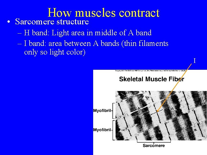 How muscles contract • Sarcomere structure – H band: Light area in middle of