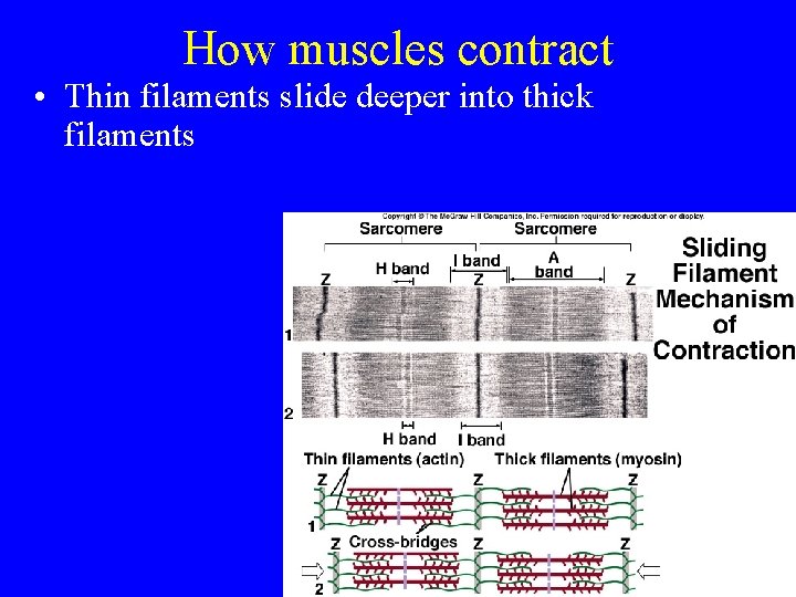 How muscles contract • Thin filaments slide deeper into thick filaments 