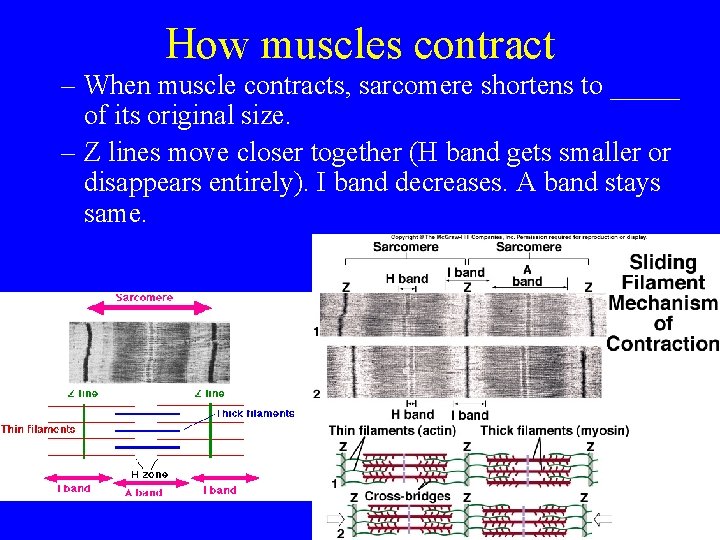 How muscles contract – When muscle contracts, sarcomere shortens to _____ of its original