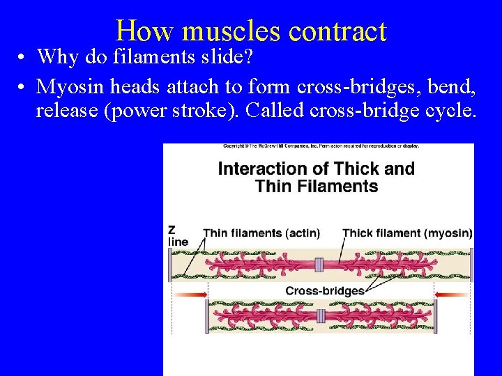 How muscles contract • Why do filaments slide? • Myosin heads attach to form