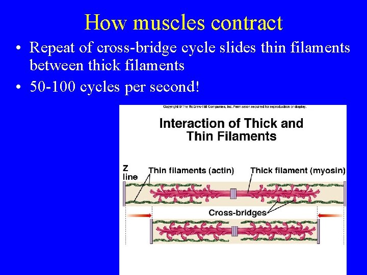 How muscles contract • Repeat of cross-bridge cycle slides thin filaments between thick filaments