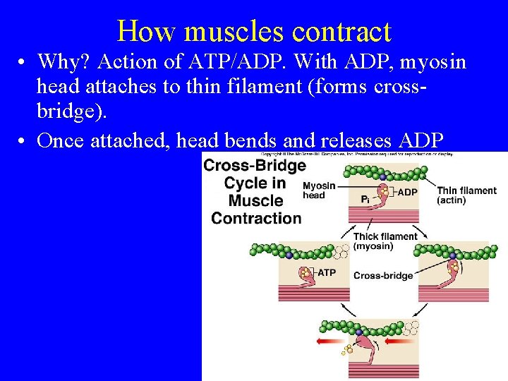 How muscles contract • Why? Action of ATP/ADP. With ADP, myosin head attaches to
