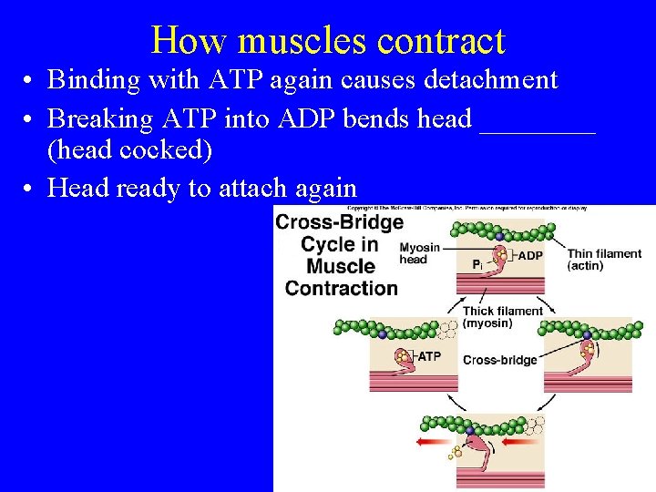 How muscles contract • Binding with ATP again causes detachment • Breaking ATP into