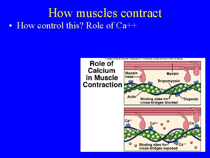 How muscles contract • How control this? Role of Ca++ 