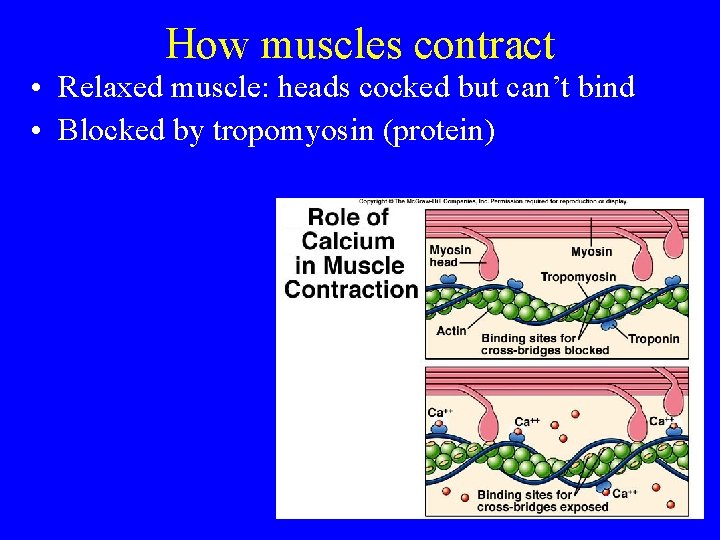 How muscles contract • Relaxed muscle: heads cocked but can’t bind • Blocked by
