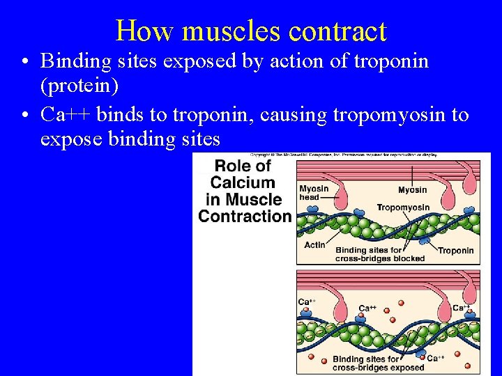How muscles contract • Binding sites exposed by action of troponin (protein) • Ca++