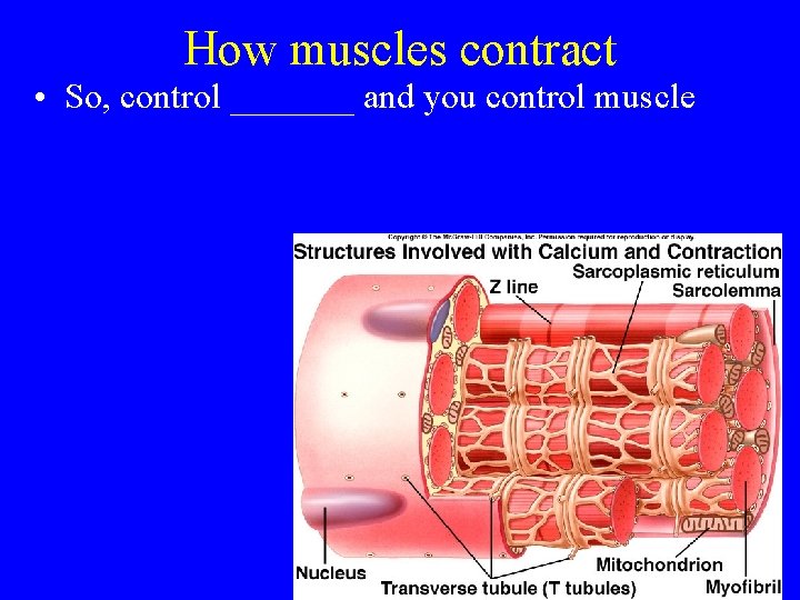 How muscles contract • So, control _______ and you control muscle 