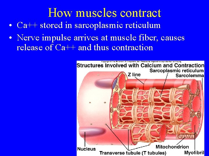 How muscles contract • Ca++ stored in sarcoplasmic reticulum • Nerve impulse arrives at