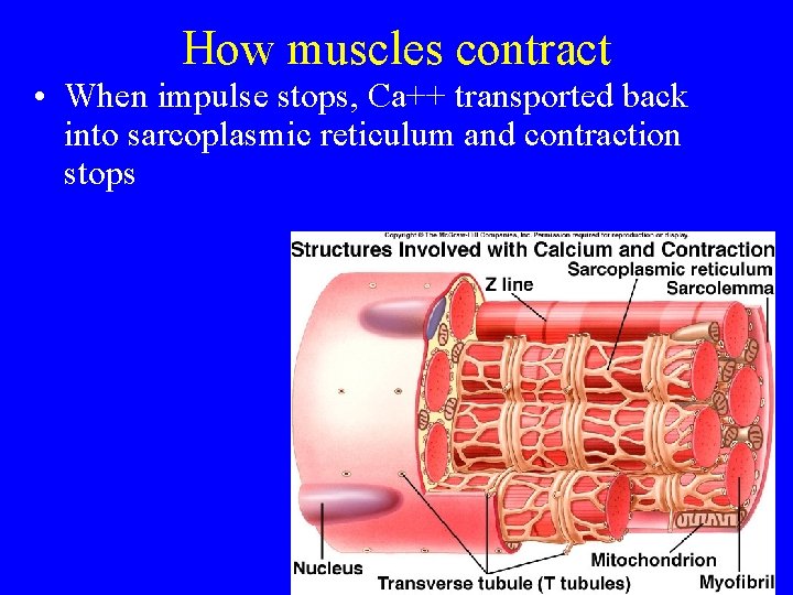 How muscles contract • When impulse stops, Ca++ transported back into sarcoplasmic reticulum and