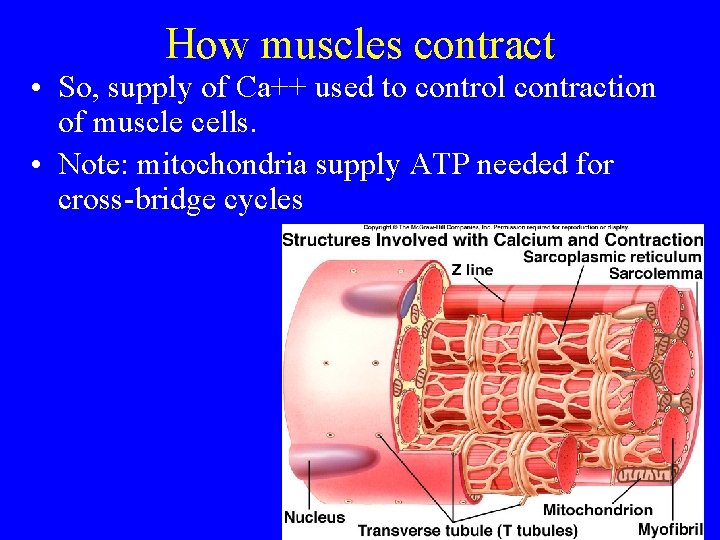 How muscles contract • So, supply of Ca++ used to control contraction of muscle