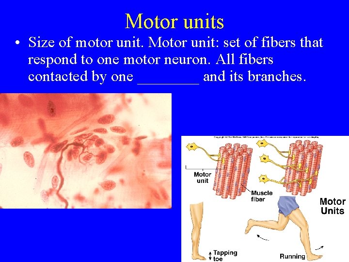 Motor units • Size of motor unit. Motor unit: set of fibers that respond