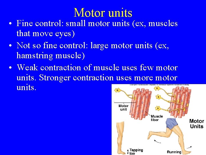 Motor units • Fine control: small motor units (ex, muscles that move eyes) •