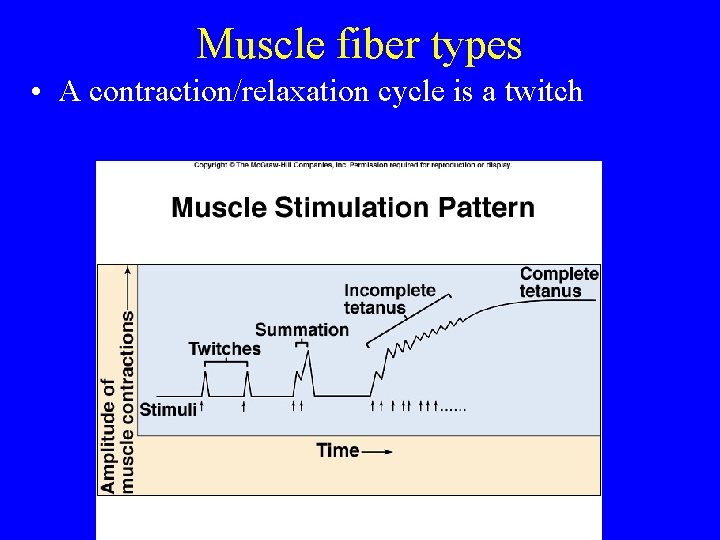 Muscle fiber types • A contraction/relaxation cycle is a twitch 